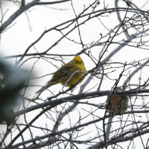 Yellowhammer