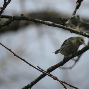 Eurasian Siskin