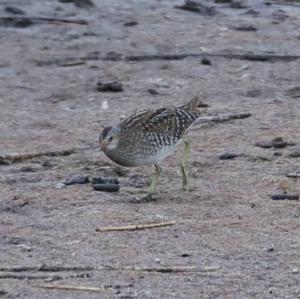 Spotted Crake