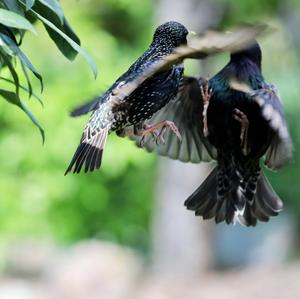 Spotless Starling