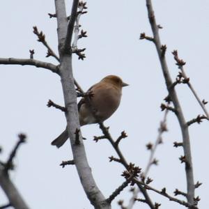 Eurasian Chaffinch