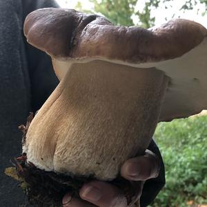 Summer Bolete