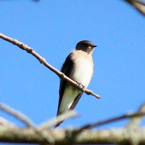 Northern Rough-winged Swallow