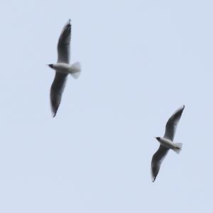 Black-headed Gull