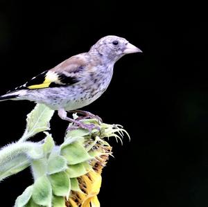 European Goldfinch