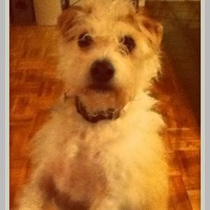 Parson Russell Terrier