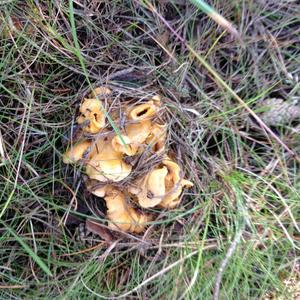 Chanterelle, Common