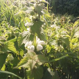 White Deadnettle