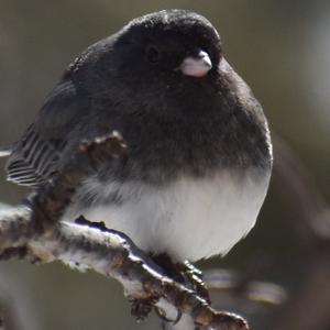 Dark-eyed Junco