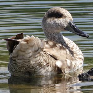 Marbled Teal