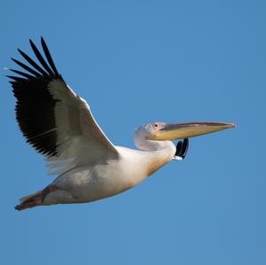 Great White Pelican