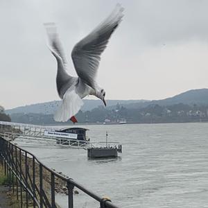 Black-headed Gull