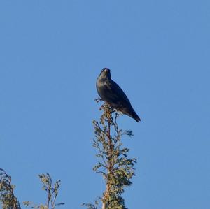 Spotless Starling