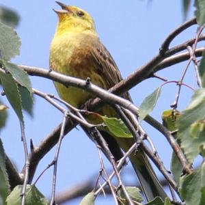 Yellowhammer