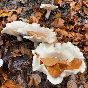 Cloudy Clitocybe