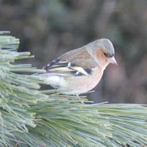 Eurasian Chaffinch