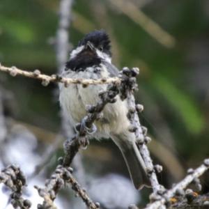 Coal Tit