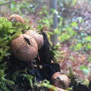 Stump Puffball