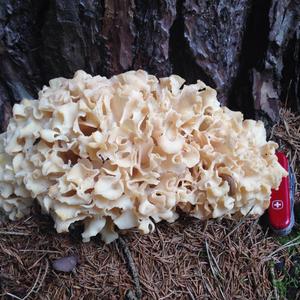 Eastern Cauliflower Mushroom