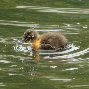 Mallard