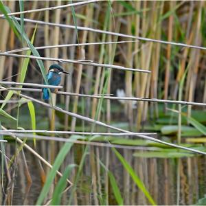 Common Kingfisher