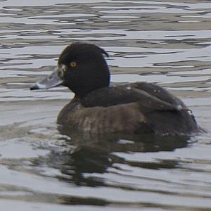 Tufted Duck