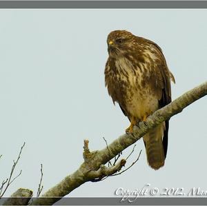 Mäusebussard