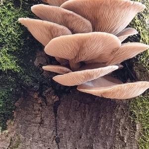 Oyster Mushroom