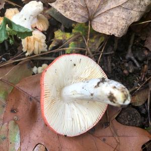 Emetic Russula