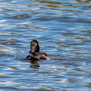 Tufted Duck