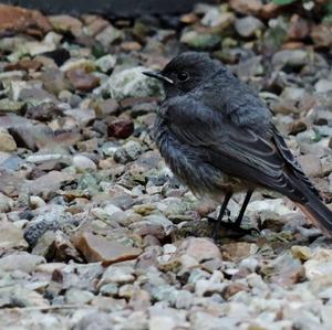 Black Redstart