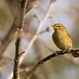 Common Chiffchaff