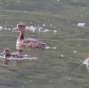 Tufted Duck