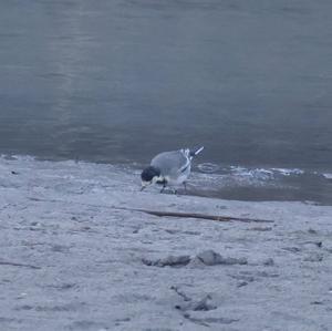 White Wagtail