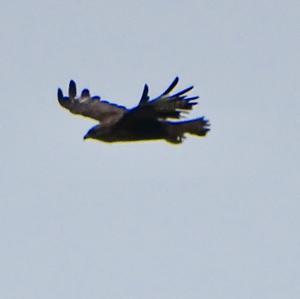 Common Buzzard