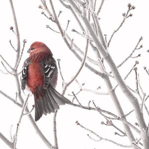 Pine Grosbeak