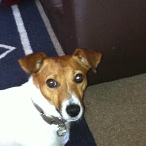 Jack Russell Terrier