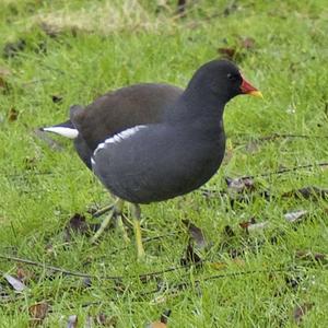 Common Moorhen