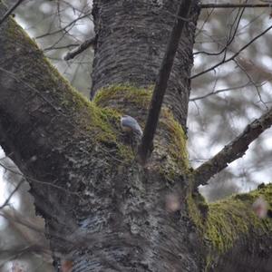 Wood Nuthatch