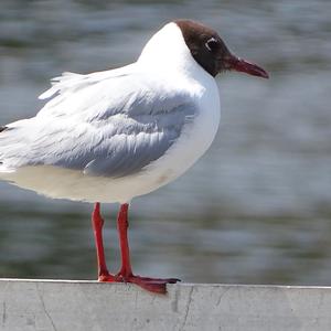 Black-headed Gull