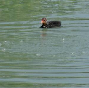 Common Coot