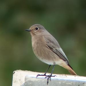 Black Redstart