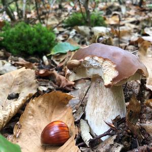 King Bolete