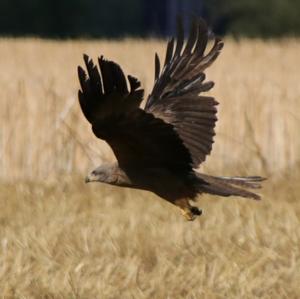 Black Kite