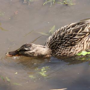 Mallard