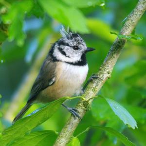 Crested Tit