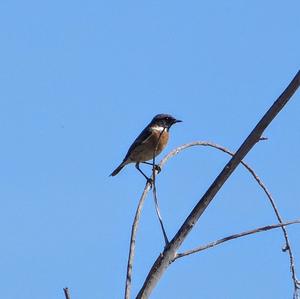 European stonechat