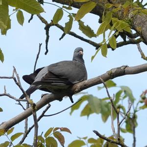 Stock Dove