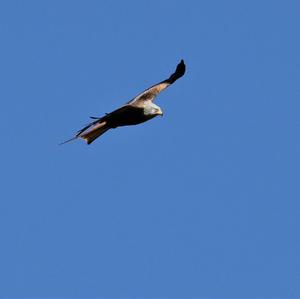 Red Kite