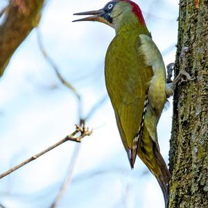 Eurasian Green Woodpecker